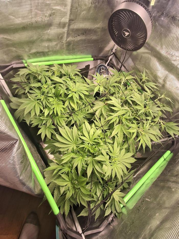 Cherry Cola Auto Rf3/Banana Puple Punch. Week 5