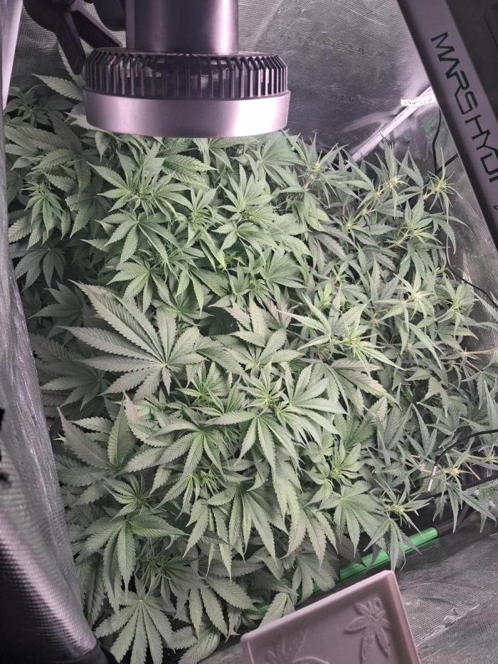 Cherry Cola Auto Rf3/Banana Puple Punch. Week 6 - Day 45