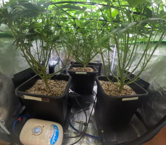 Cherry Cola Auto Rf3/Banana Puple Punch. Week 7