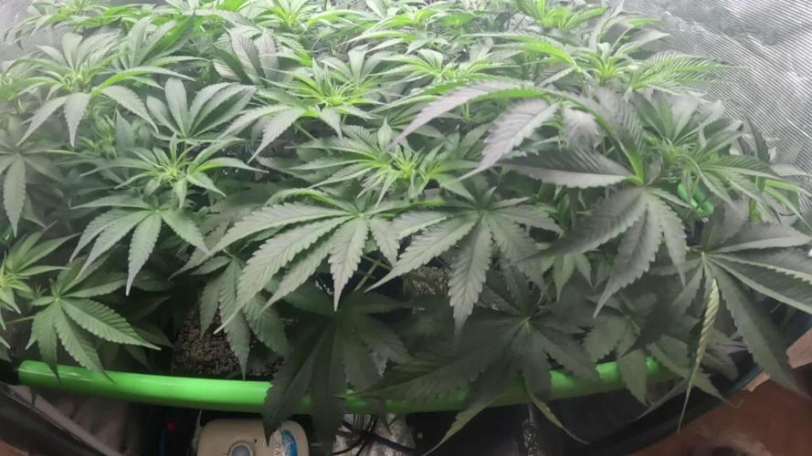 Cherry Cola Auto Rf3/Banana Puple Punch