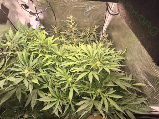 Cherry Cola Auto Rf3/Banana Puple Punch. Week 8