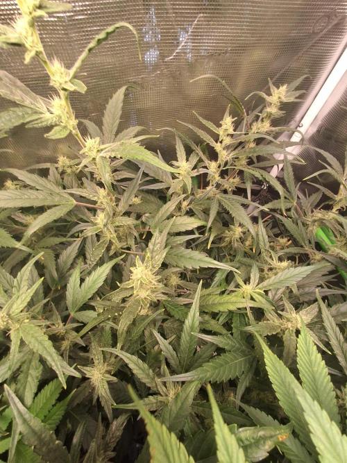Cherry Cola Auto Rf3/Banana Puple Punch. Week 8