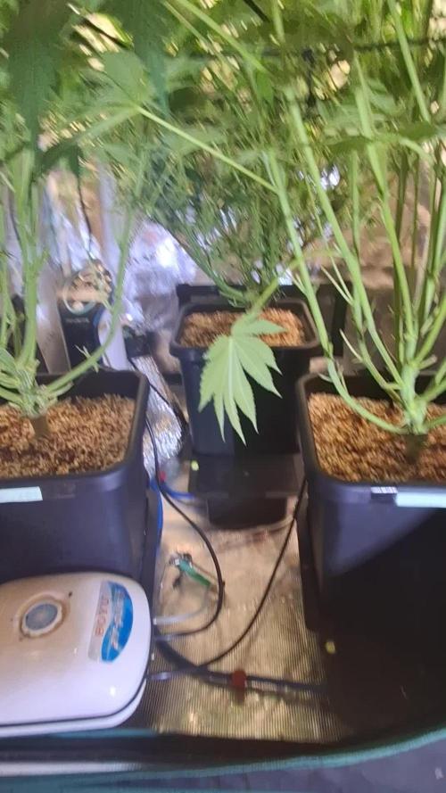 Cherry Cola Auto Rf3/Banana Puple Punch