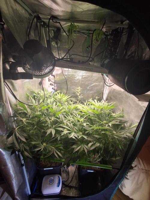 Cherry Cola Auto Rf3/Banana Puple Punch. Week 8