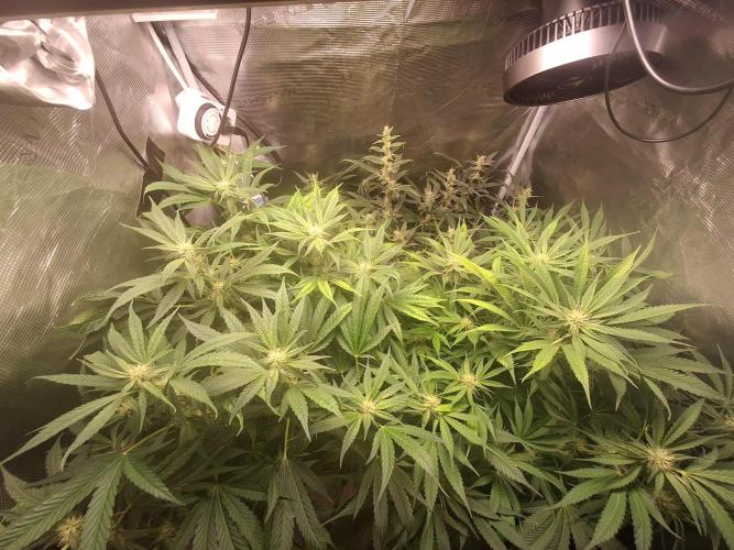 Cherry Cola Auto Rf3/Banana Puple Punch. Week 9