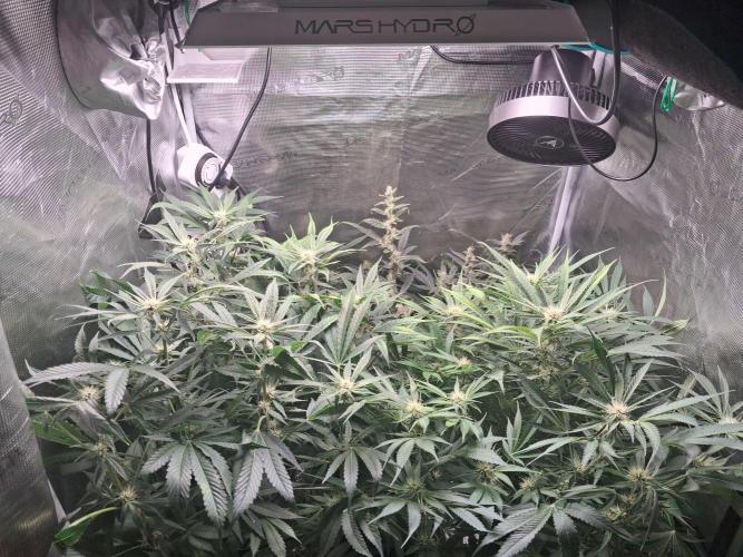 Cherry Cola Auto Rf3/Banana Puple Punch. Week 9