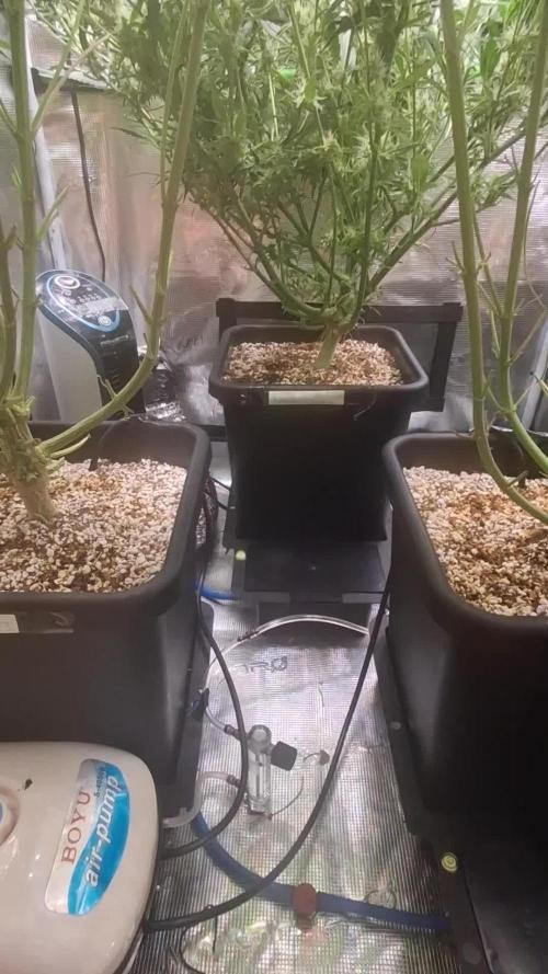 Cherry Cola Auto Rf3/Banana Puple Punch