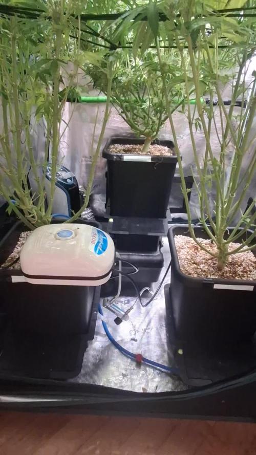 Cherry Cola Auto Rf3/Banana Puple Punch