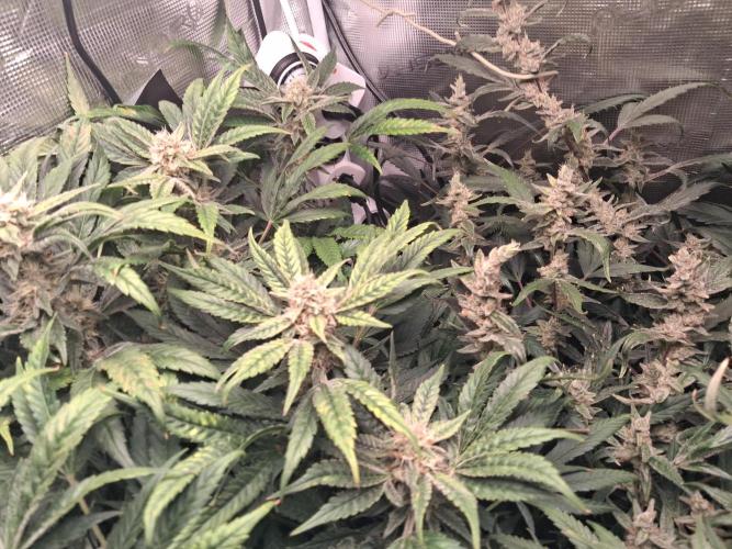 Cherry Cola Auto Rf3/Banana Puple Punch. Week 11