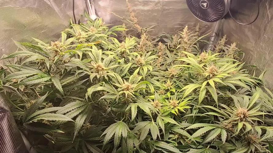 Cherry Cola Auto Rf3/Banana Puple Punch