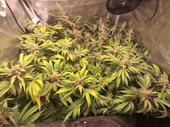 Cherry Cola Auto Rf3/Banana Puple Punch. Week 11