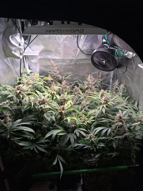 Cherry Cola Auto Rf3/Banana Puple Punch. Week 12
