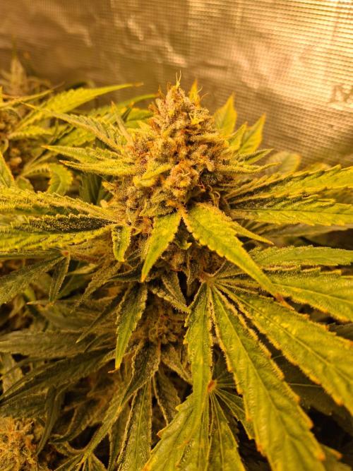 Cherry Cola Auto Rf3/Banana Puple Punch. Week 12