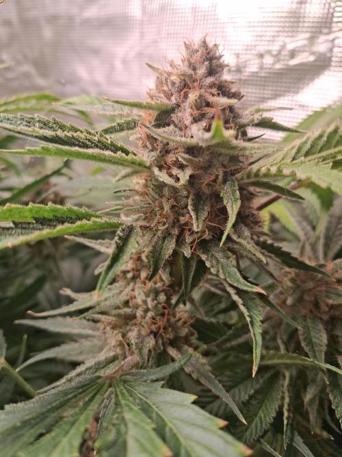 Cherry Cola Auto Rf3/Banana Puple Punch. Week 12