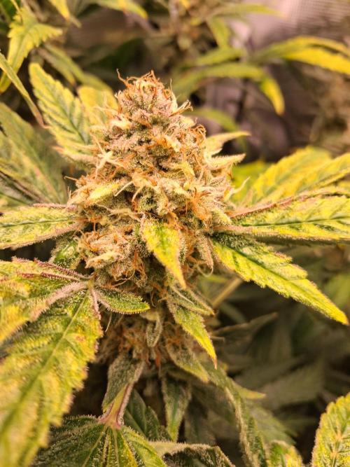 Cherry Cola Auto Rf3/Banana Puple Punch. Week 12