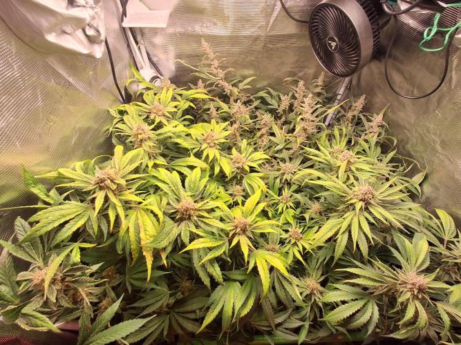 Cherry Cola Auto Rf3/Banana Puple Punch. Week 12
