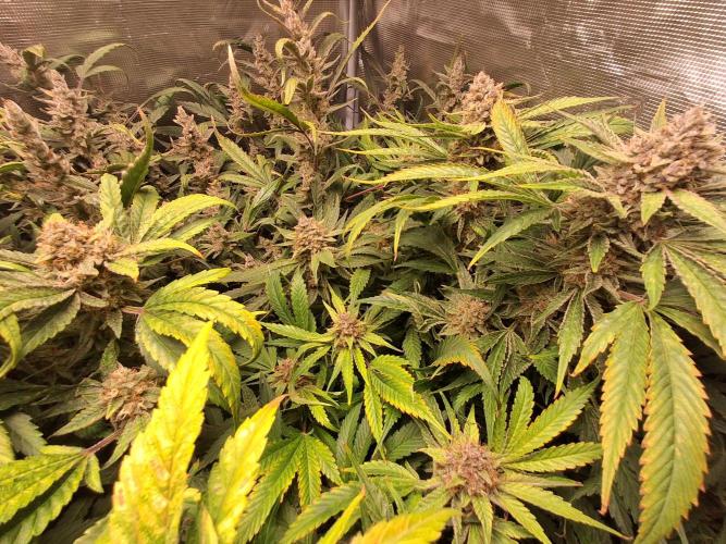 Cherry Cola Auto Rf3/Banana Puple Punch. Week 12