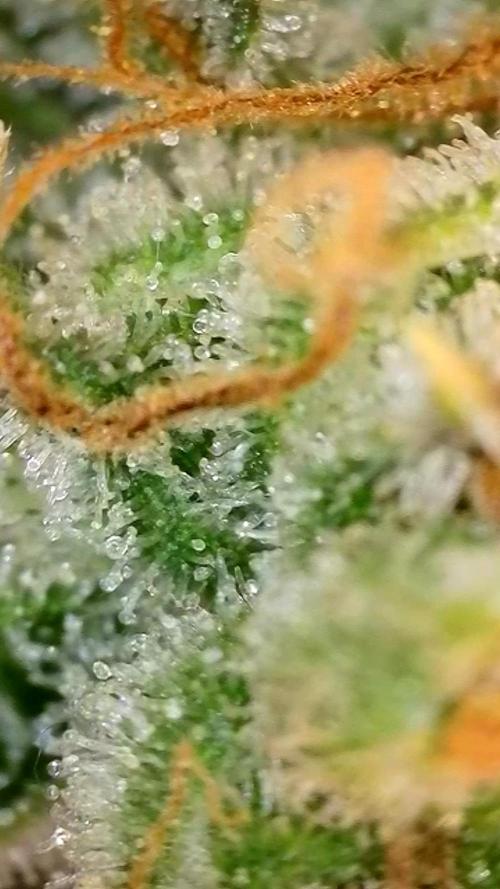 Cherry Cola Auto Rf3/Banana Puple Punch. Week 12