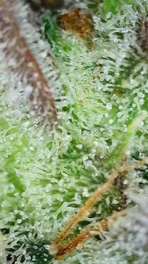 Cherry Cola Auto Rf3/Banana Puple Punch. Week 12