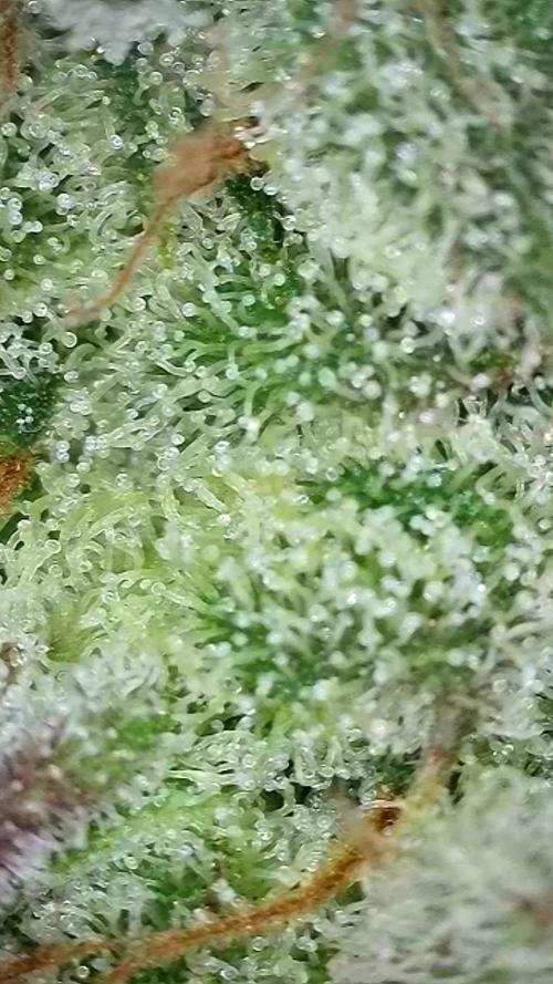 Cherry Cola Auto Rf3/Banana Puple Punch. Week 12 - Super frosty