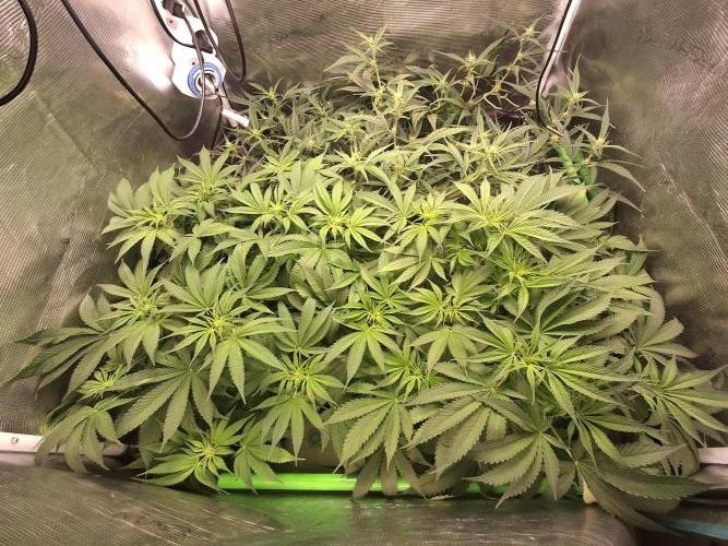 Cherry Cola Auto Rf3/Banana Puple Punch. Week 7