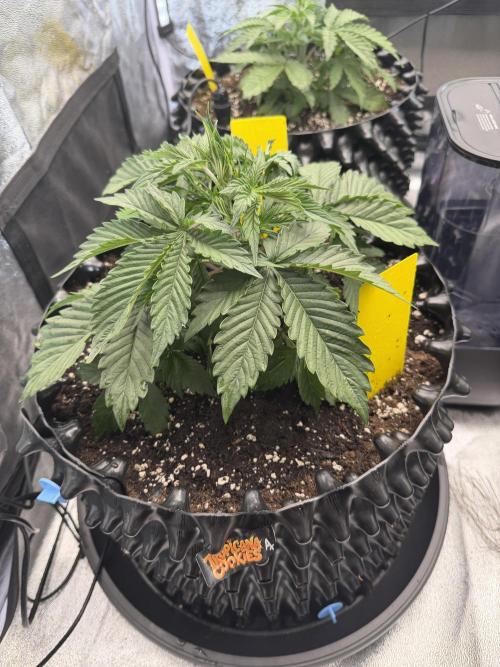 holky z nasi skolky. Week 4
