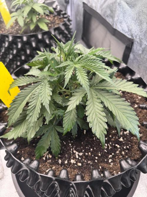 holky z nasi skolky. Week 4
