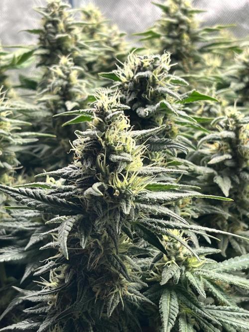 Legendary Strains. Week 5 - Pineapple express