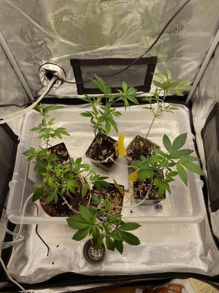 TheCloneWars: 6 clones fighting for THC. Week 5