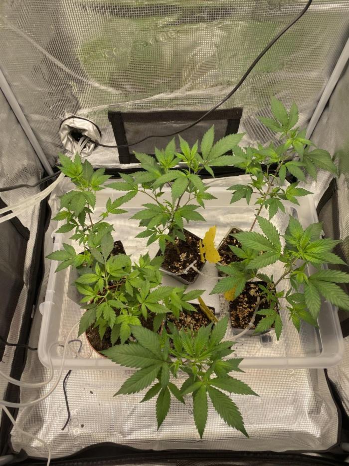 TheCloneWars: 6 clones fighting for THC. Week 6