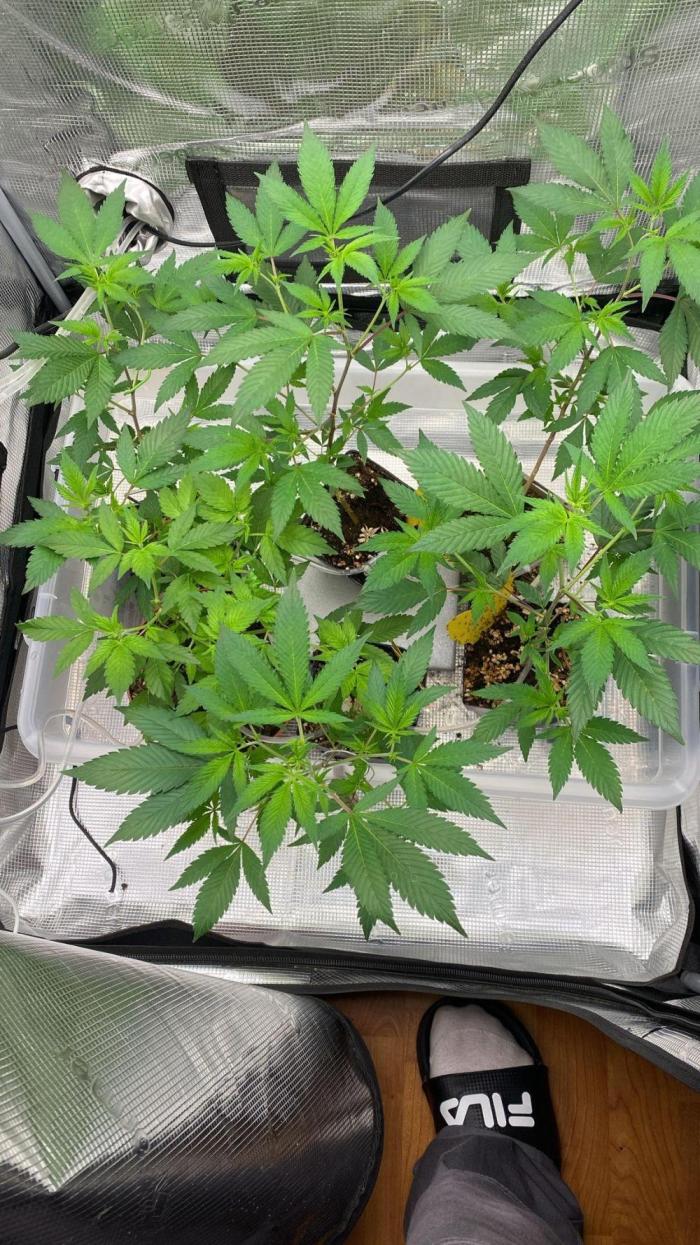 TheCloneWars: 6 clones fighting for THC. Week 7