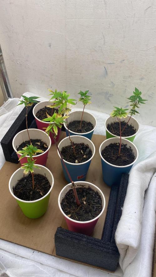 TheCloneWars: 6 clones fighting for THC. Week 0 - Sideview