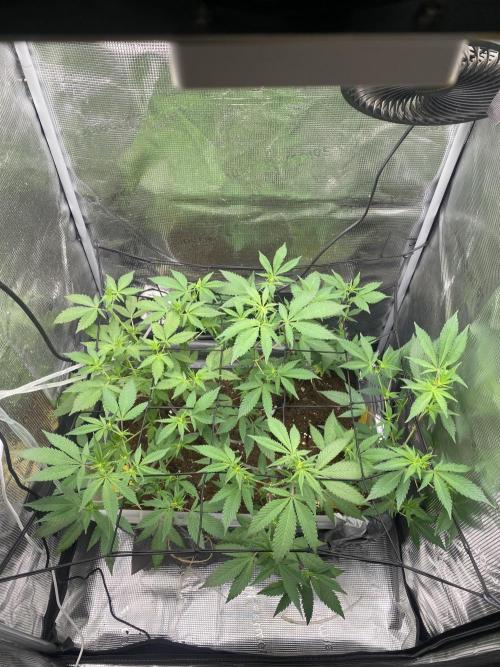 TheCloneWars: 6 clones fighting for THC. Week 8