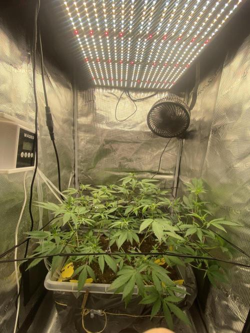 TheCloneWars: 6 clones fighting for THC. Week 8