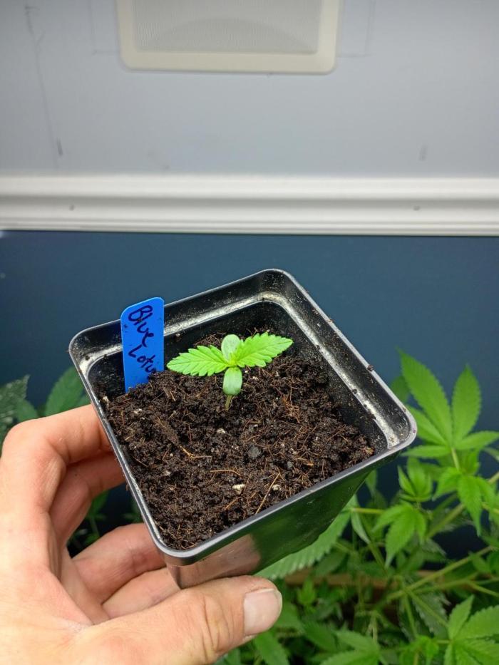 Diary #1 BLUE LOTUS s1. Week 0 - Let's get this party started. Looks great so far.  