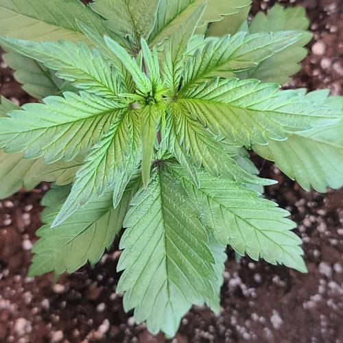 bloody skunk . Week 1