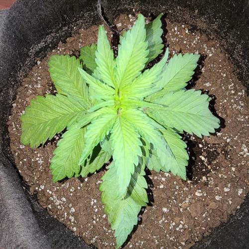 bloody skunk . Week 1