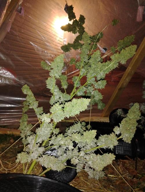 Jack herer. Week 16 - JH 