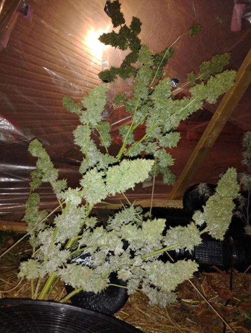 Jack herer. Week 16 - JH 