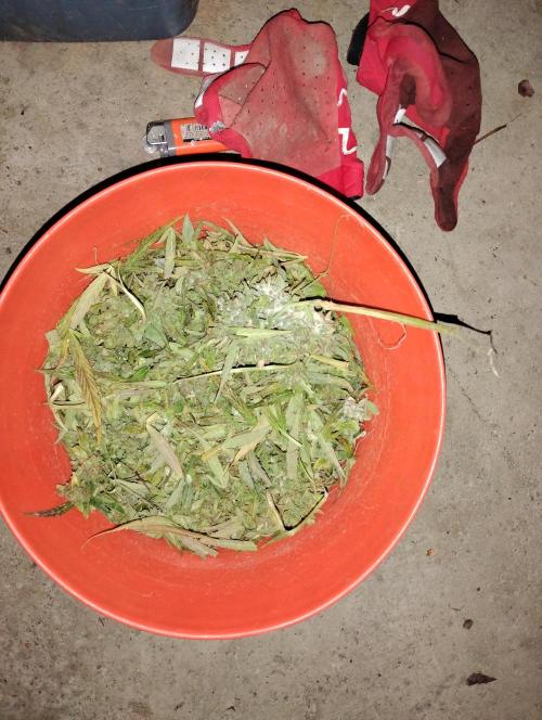 Jack herer. Week 16 - JH 