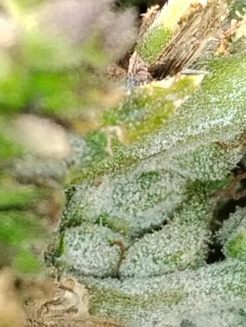 Jack herer. Week 16 - JH