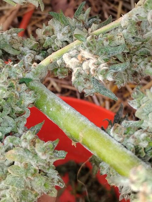 Jack herer. Week 16 - JH