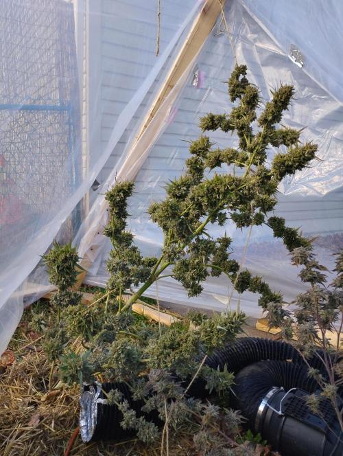 Jack herer. Week 16 - 😂😂😂😂😂😂😂