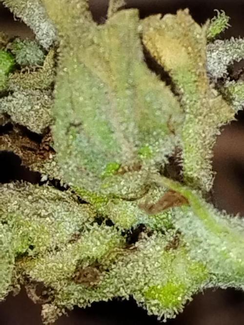 Jack herer. Week 16 - ❄️❄️❄️❄️❄️❄️❄️❄️❄️