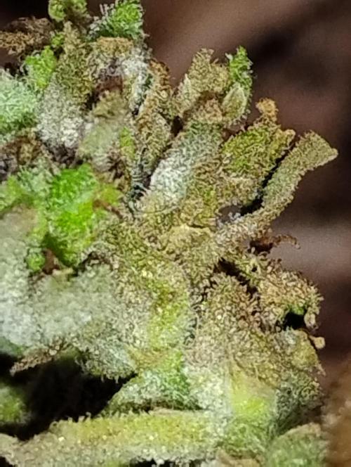 Jack herer. Week 16 - Snowing 🌨️🌨️🌨️🌨️🌨️🌨️🌨️ JHAUTO 7months old 16 🌺🌺🌺🌺🌺