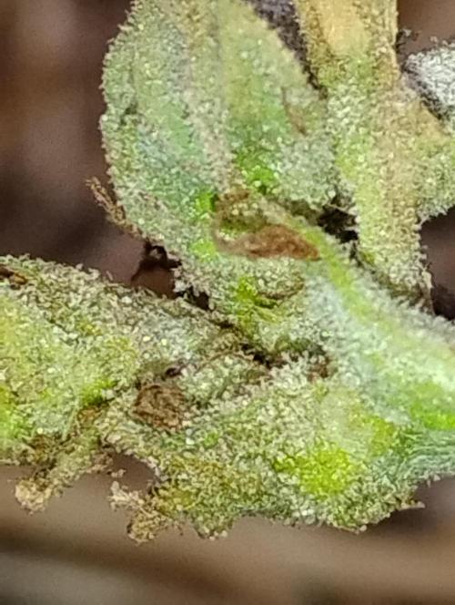 Jack herer. Week 16 - Ahh 😯😯😯😯😯😯😯😯😯