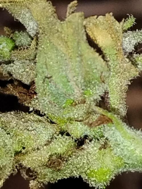 Jack herer. Week 16 - 😃😃😃😃😃😃😃😃😃