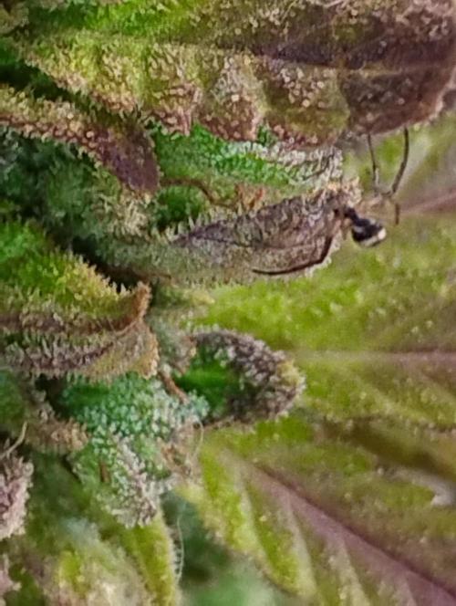 Jack herer. Week 16 - JH