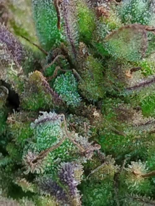 Jack herer. Week 16 - JH