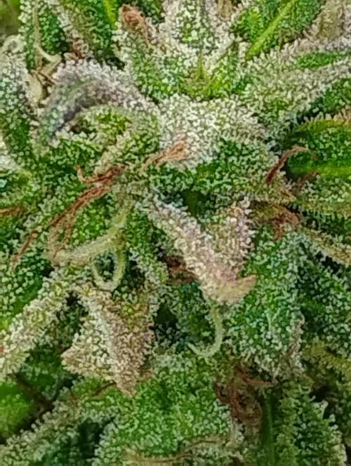 Jack herer. Week 16 - JH